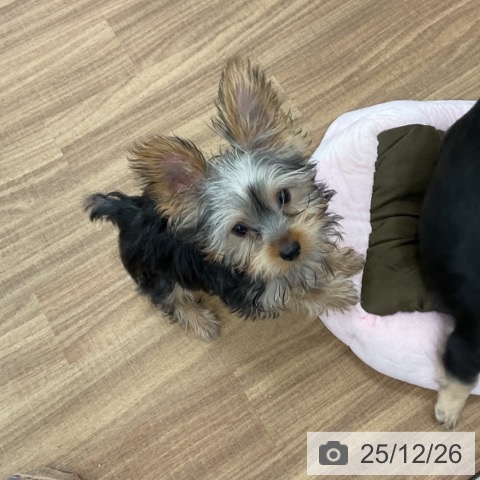 茨城県のヨークシャーテリア (ペッツワン 古河店/2025年9月10日生まれ/男の子/スチールブルータン)の子犬の4枚目の画像