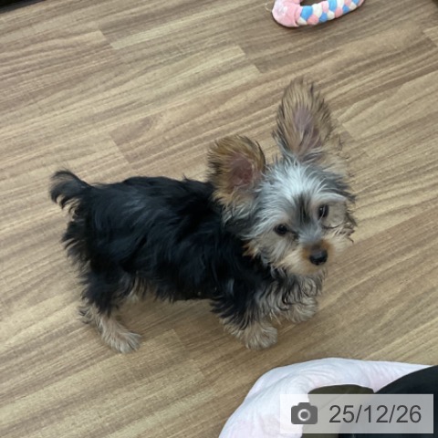 茨城県のヨークシャーテリア (ペッツワン 古河店/2025年9月10日生まれ/男の子/スチールブルータン)の子犬の3枚目の画像