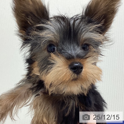 千葉県のヨークシャーテリア (ペットプラス 成田店/2025年9月10日生まれ/男の子/スチールブルータン)の子犬の3枚目の画像