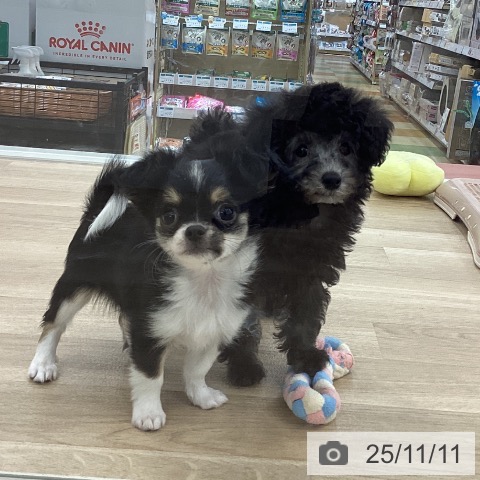 トイ・プードルの写真