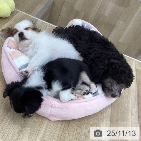 トイ・プードルの写真