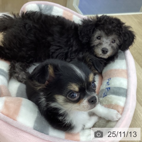 トイ・プードルの写真