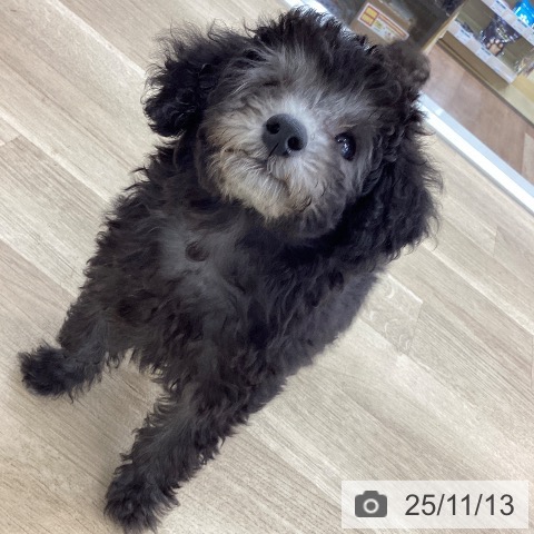 トイ・プードルの写真