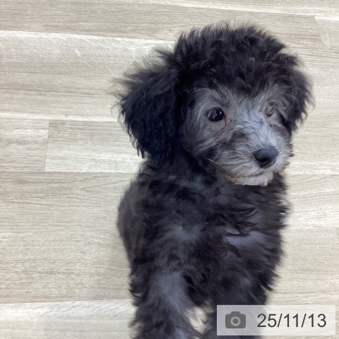 トイ・プードルの写真