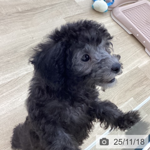 山梨県のトイプードル(トイ) (ペットプラス 甲府国母店/2025年9月8日生まれ/女の子/シルバー)の子犬の3枚目の画像