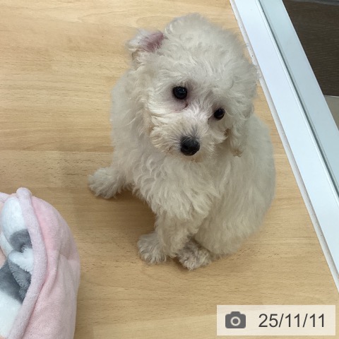 トイ・プードルの写真