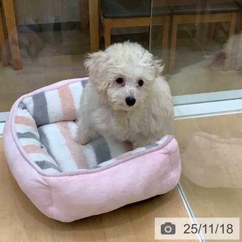 長野県のトイプードル(トイ) (ペットプラス 松本店/2025年9月8日生まれ/女の子/ホワイト)の子犬の3枚目の画像