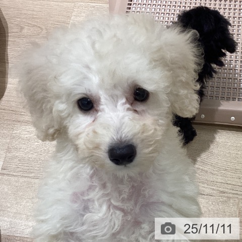 トイ・プードルの写真