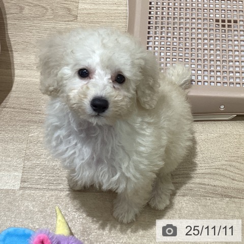 トイ・プードルの写真