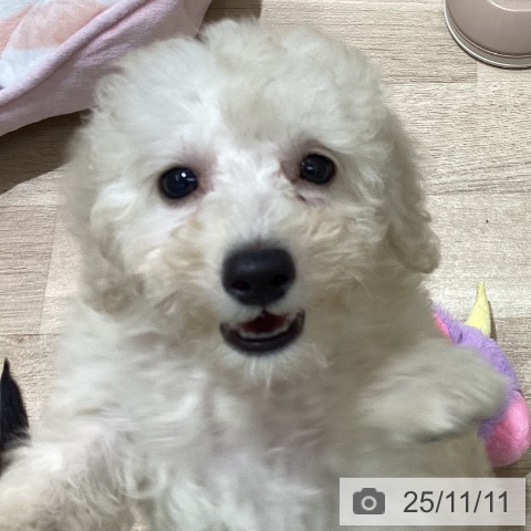 トイ・プードルの写真