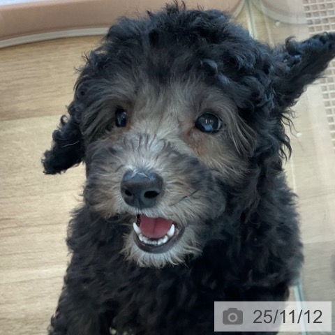 トイ・プードルの写真