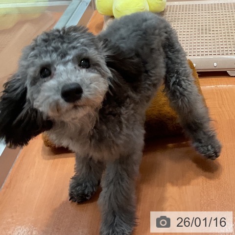 千葉県のトイプードル(トイ) (ペットプラス 柏店/2025年9月8日生まれ/男の子/シルバー)の子犬の4枚目の画像