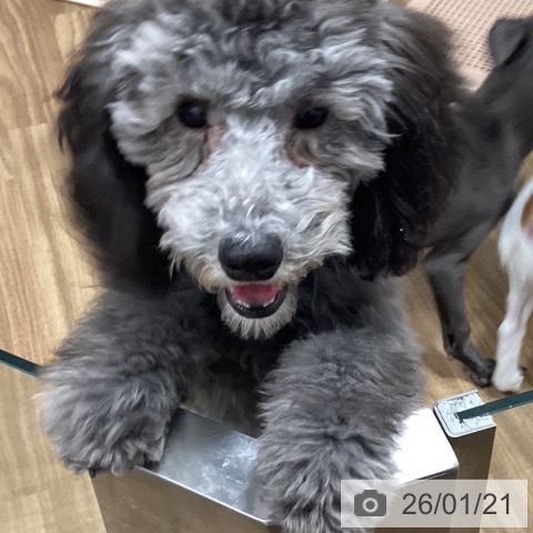 茨城県のトイプードル(トイ) (ペッツワン 阿見店/2025年9月8日生まれ/男の子/シルバー)の子犬の4枚目の画像