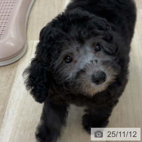 トイ・プードルの写真