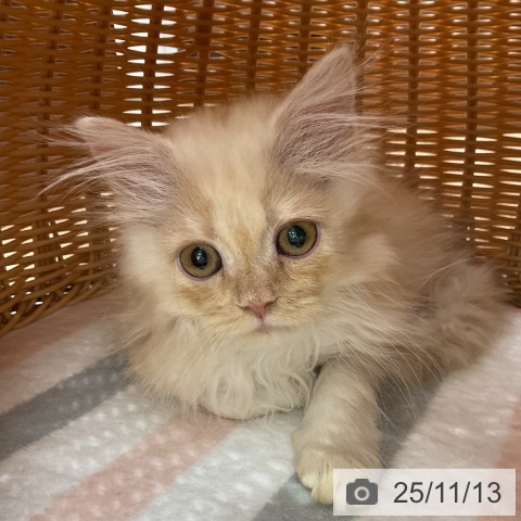 マンチカンの写真