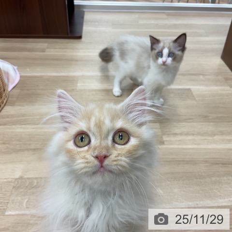 神奈川県のマンチカン (ペットプラス アミーゴ藤沢店/2025年8月30日生まれ/男の子/カメオタビーホワイト)の子猫の4枚目の画像