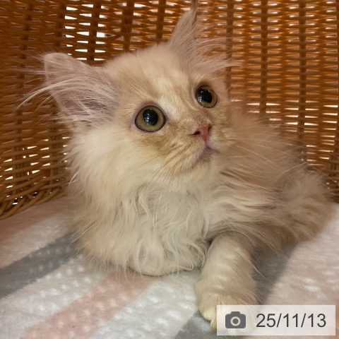 マンチカンの写真