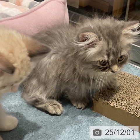 ミヌエットの写真