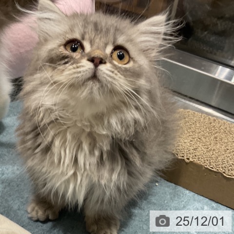 ミヌエットの写真