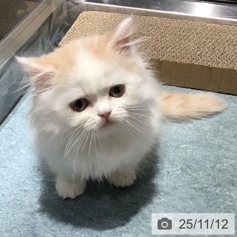 ミヌエットの写真