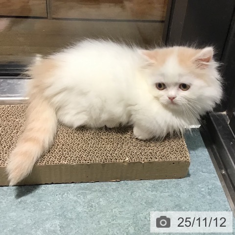 ミヌエットの写真