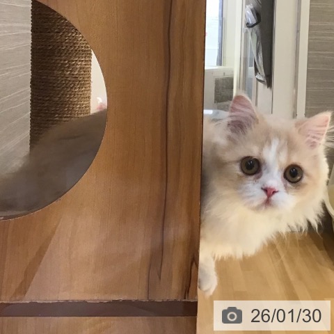 山形県のミヌエット (ペットプラス 天童店/2025年9月7日生まれ/男の子/クリームタビーホワイト)の子猫の4枚目の画像