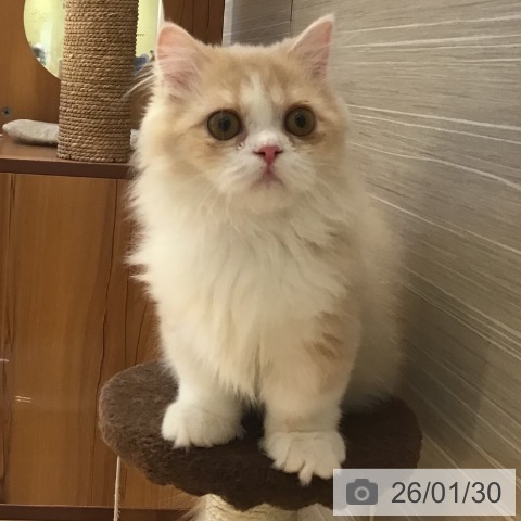 山形県のミヌエット (ペットプラス 天童店/2025年9月7日生まれ/男の子/クリームタビーホワイト)の子猫の3枚目の画像