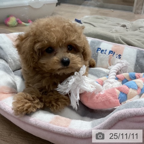 トイ・プードルの写真