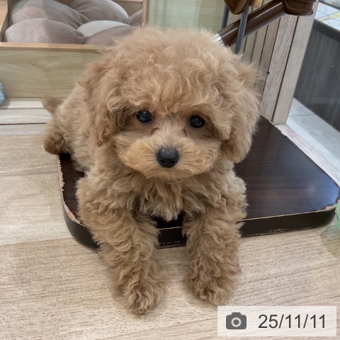 トイ・プードルの写真