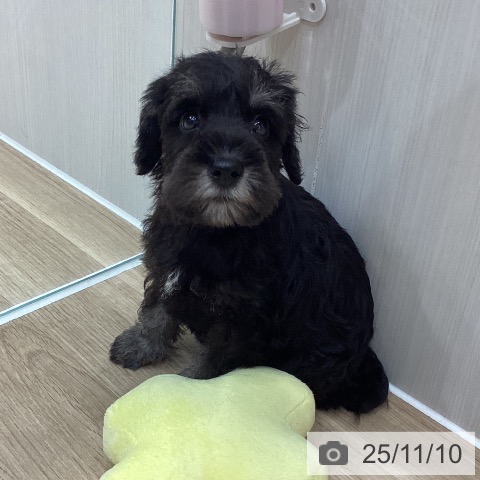 ミニチュア・シュナウザーの写真