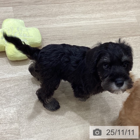 ミニチュア・シュナウザーの写真