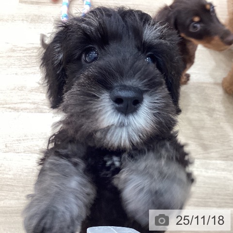 埼玉県のミニチュアシュナウザー (ペットプラス ピオニウォーク東松山店/2025年9月11日生まれ/男の子/ブラックシルバー)の子犬の3枚目の画像