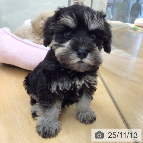 ミニチュア・シュナウザーの写真