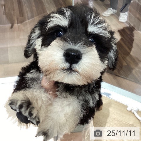 ミニチュア・シュナウザーの写真