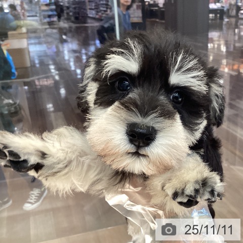 ミニチュア・シュナウザーの写真