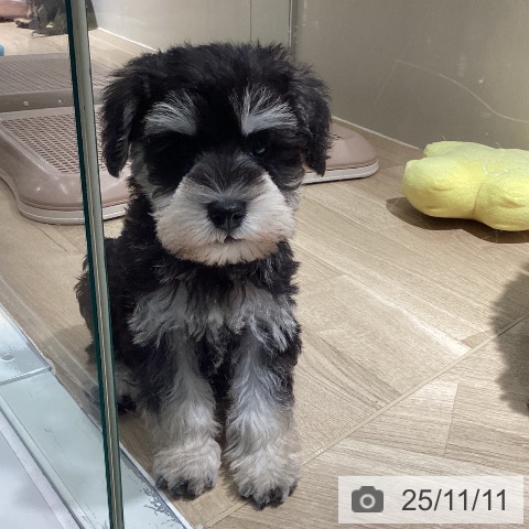 ミニチュア・シュナウザーの写真