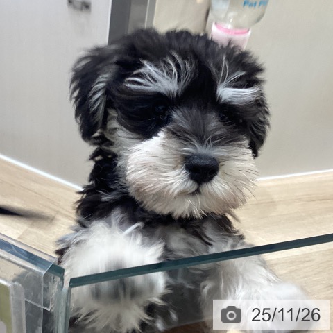 埼玉県のミニチュアシュナウザー (ペットプラス イオンモール春日部店/2025年9月11日生まれ/男の子/ブラックシルバー)の子犬の3枚目の画像