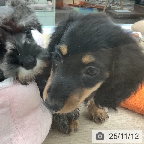 カニーンヘン・ダックスフンドの写真