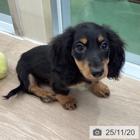 埼玉県のカニンヘンダックスフンド(ロング) (ペットプラス 上尾店/2025年9月7日生まれ/男の子/ブラックタン)の子犬の4枚目の画像