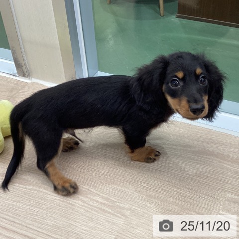 埼玉県のカニンヘンダックスフンド(ロング) (ペットプラス 上尾店/2025年9月7日生まれ/男の子/ブラックタン)の子犬の3枚目の画像