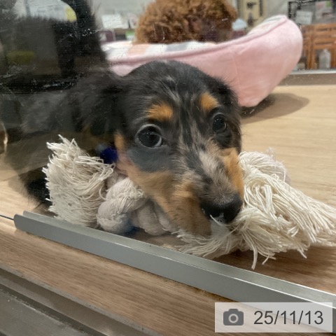 カニーンヘン・ダックスフンドの写真