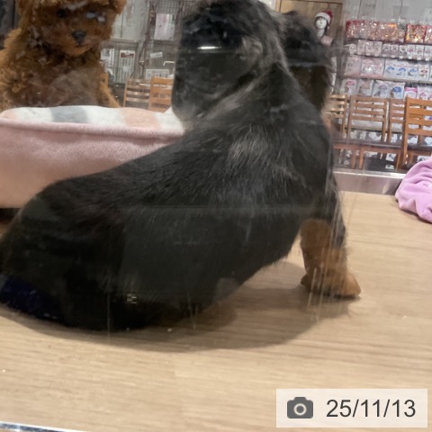 カニーンヘン・ダックスフンドの写真