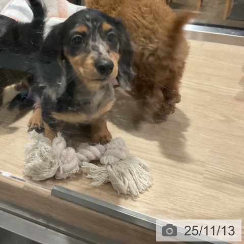 カニーンヘン・ダックスフンドの写真