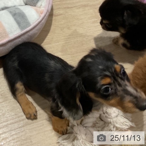 カニーンヘン・ダックスフンドの写真