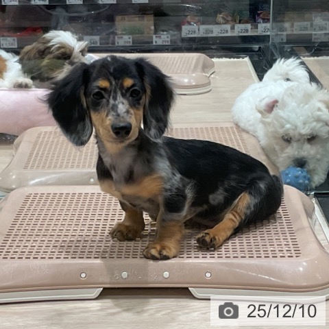 埼玉県のカニンヘンダックスフンド(ロング) (ペッツワン 新座店/2025年9月7日生まれ/女の子/シルバーダップル)の子犬の4枚目の画像