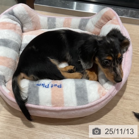 カニーンヘン・ダックスフンドの写真