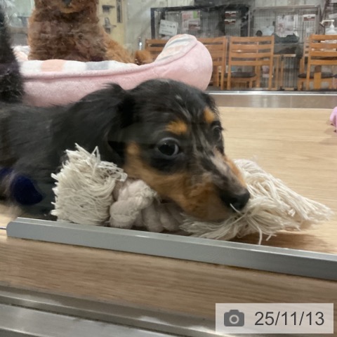 カニーンヘン・ダックスフンドの写真