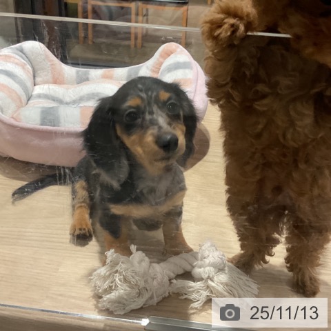 カニーンヘン・ダックスフンドの写真