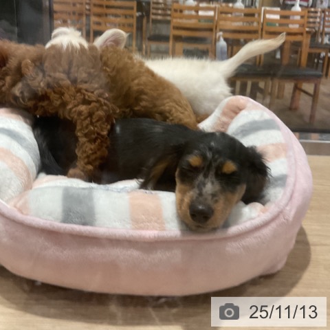 カニーンヘン・ダックスフンドの写真