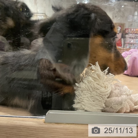 カニーンヘン・ダックスフンドの写真